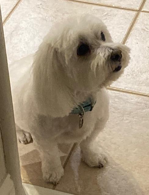 Enlarge Sammy, a Adopted mixed breed in Saint Louis, MO image 2/2