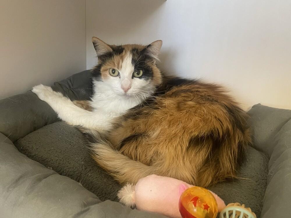 Enlarge Millie, a Adoptable Domestic Medium Hair in Trenton, ME image 1/2