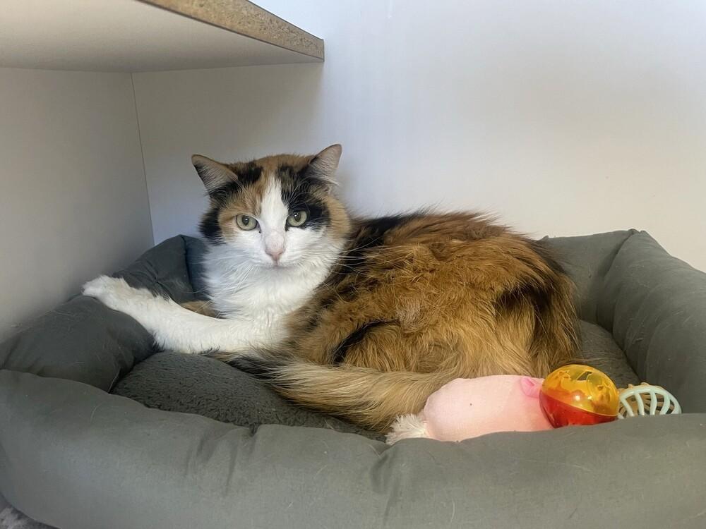 Enlarge Millie, a Adoptable Domestic Medium Hair in Trenton, ME image 2/2