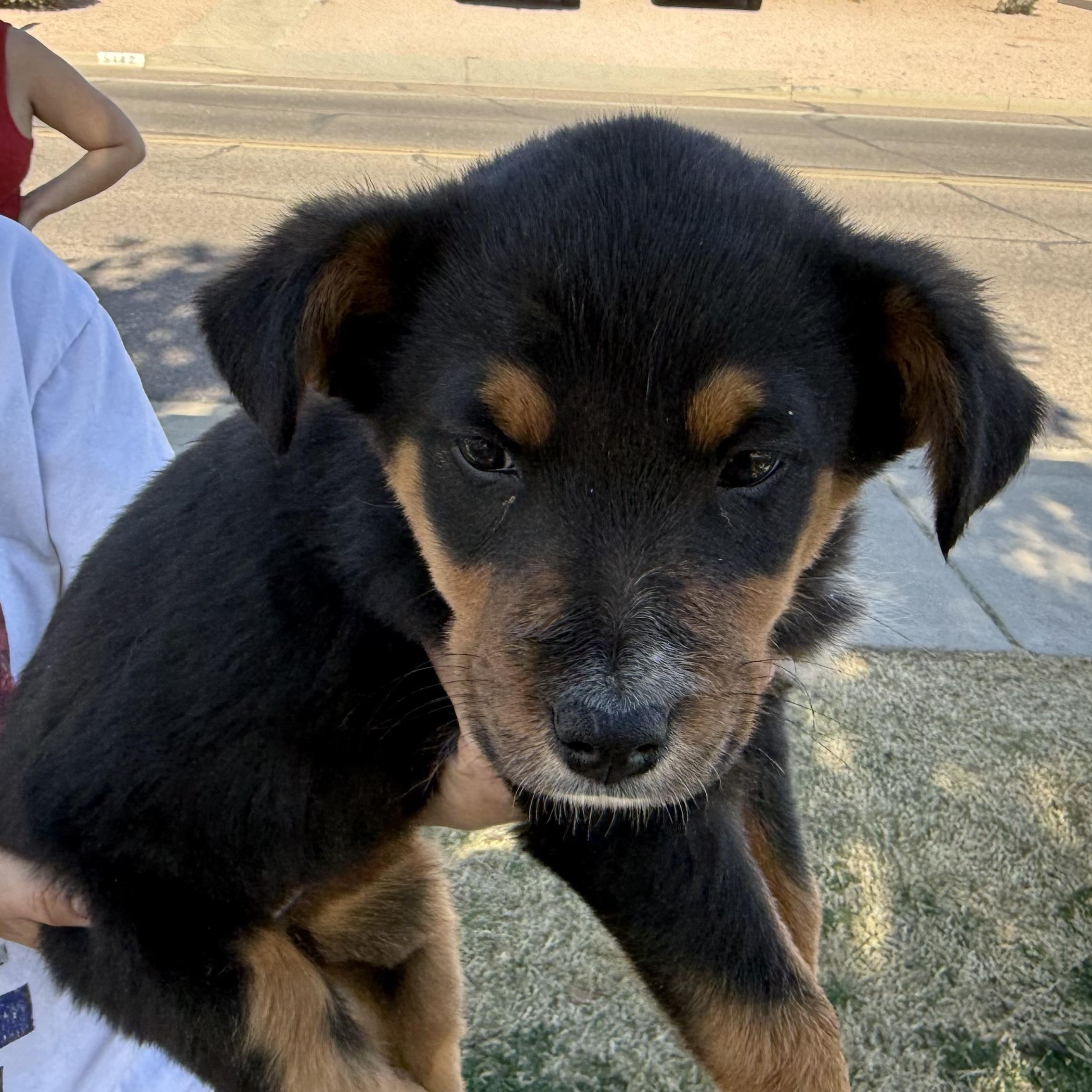 Bernadette, a Adoptable mixed breed in Scottsdale, AZ image 1/3