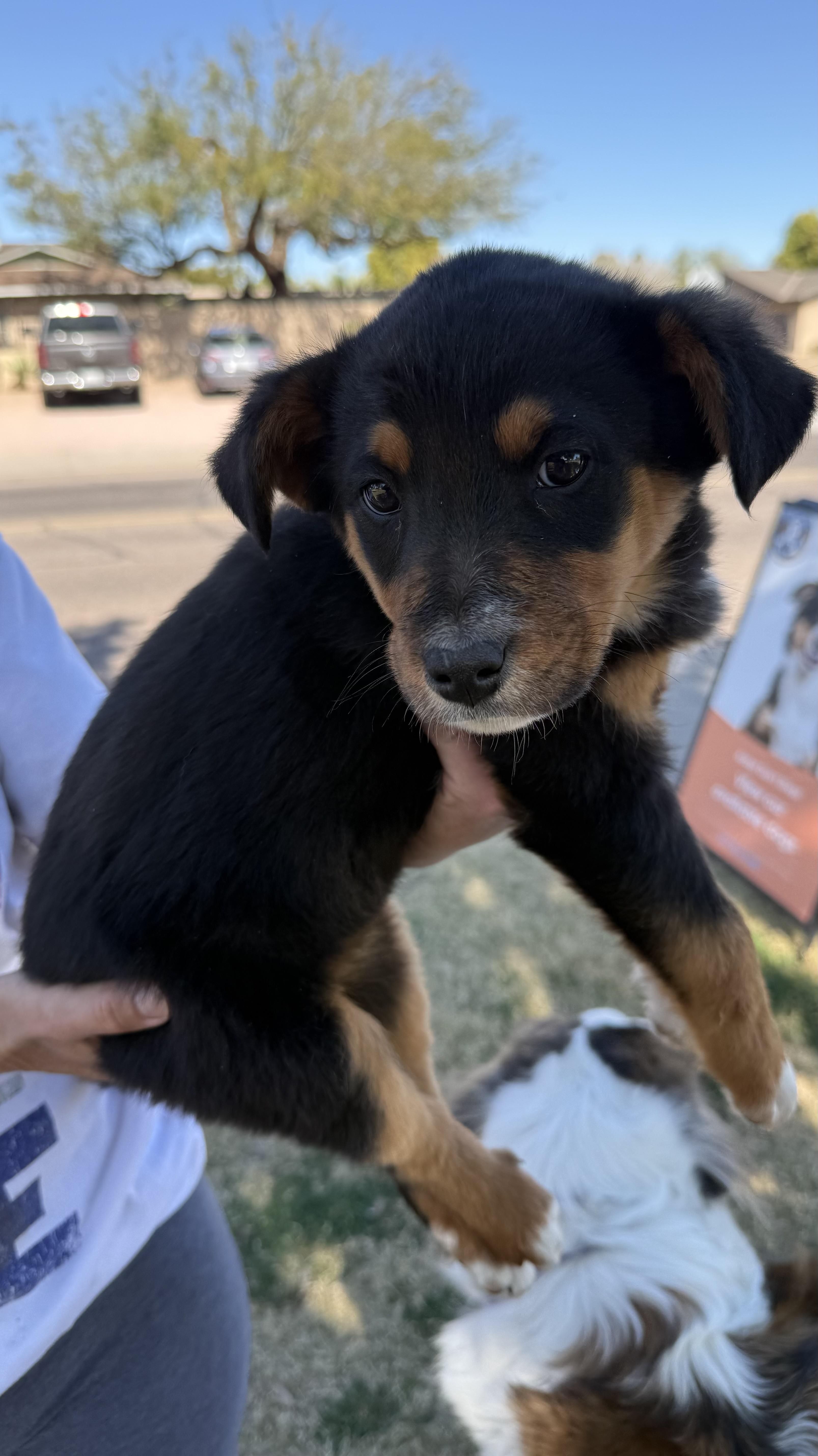 Bernadette, a Adoptable mixed breed in Scottsdale, AZ image 3/3