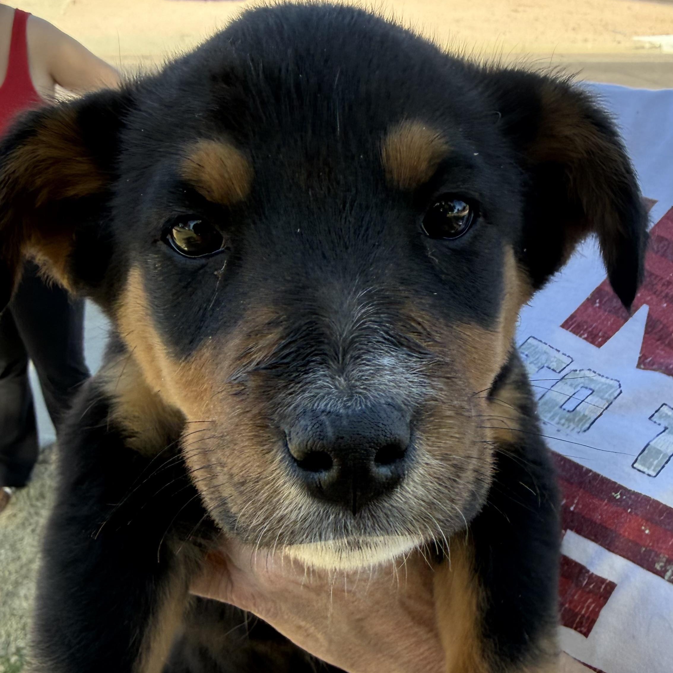 Bernadette, a Adoptable mixed breed in Scottsdale, AZ image 2/3