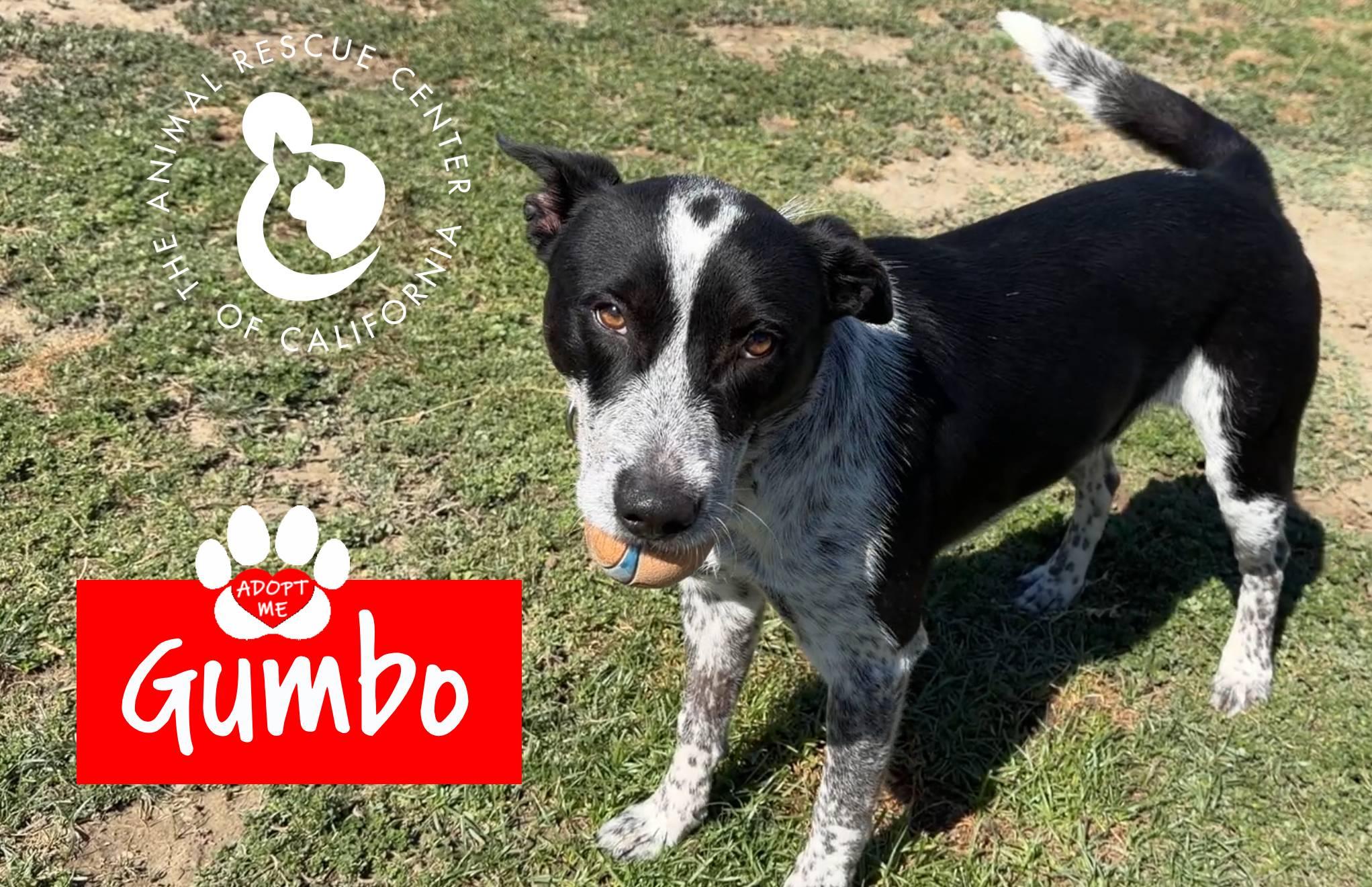 Enlarge Gumbo, a ADOPTABLE Australian Cattle Dog / Blue Heeler in Coachella, CA image 3/6