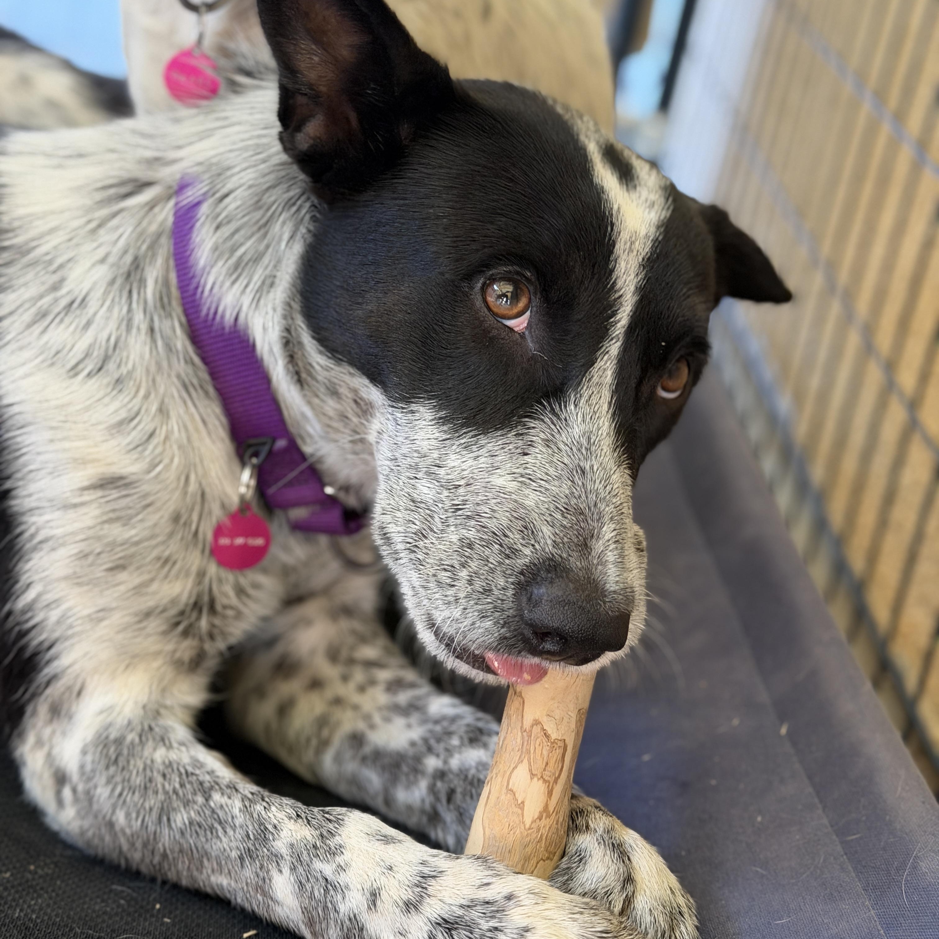 Enlarge Gumbo, a ADOPTABLE Australian Cattle Dog / Blue Heeler in Coachella, CA image 6/6