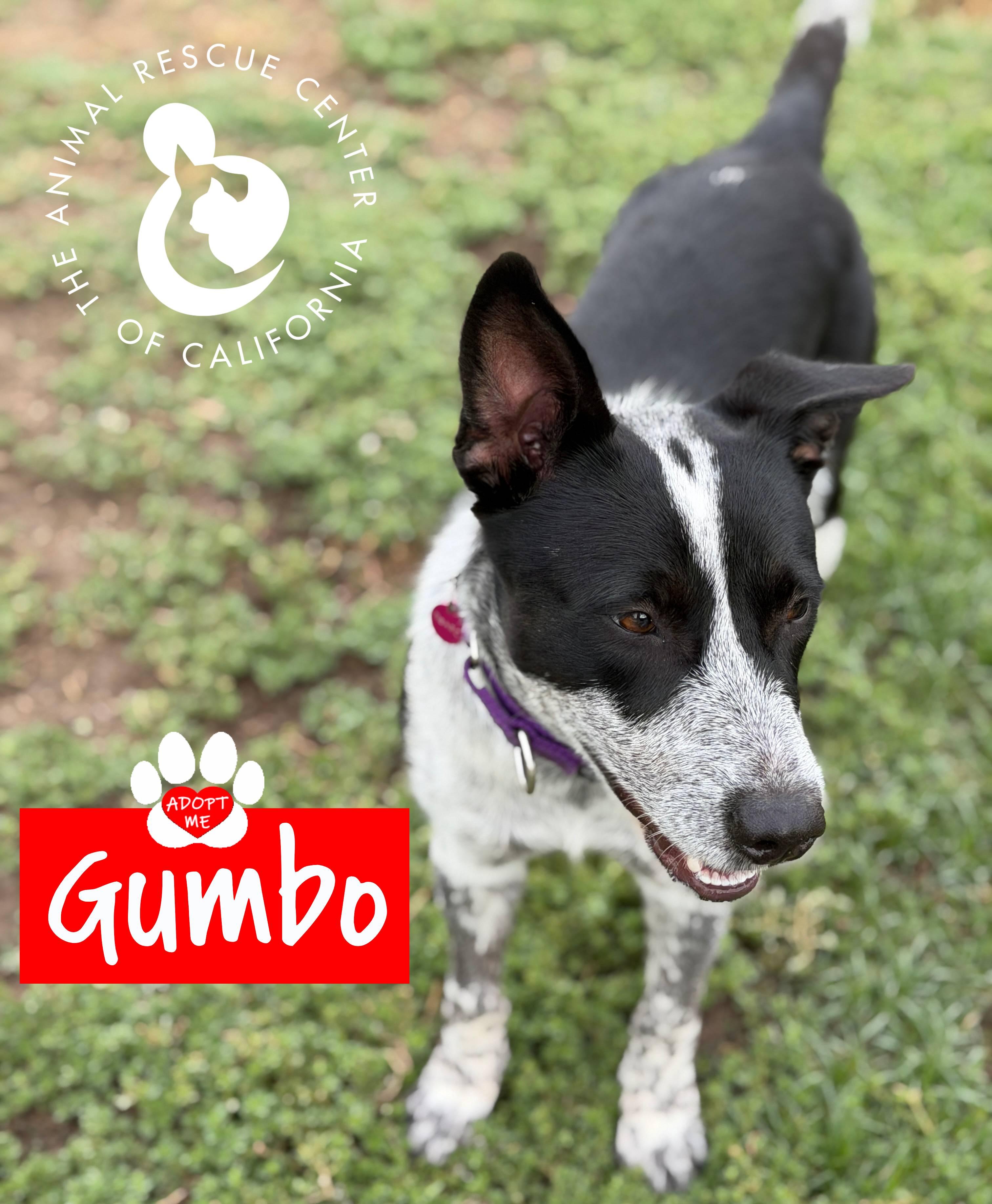 Enlarge Gumbo, a ADOPTABLE Australian Cattle Dog / Blue Heeler in Coachella, CA image 4/6
