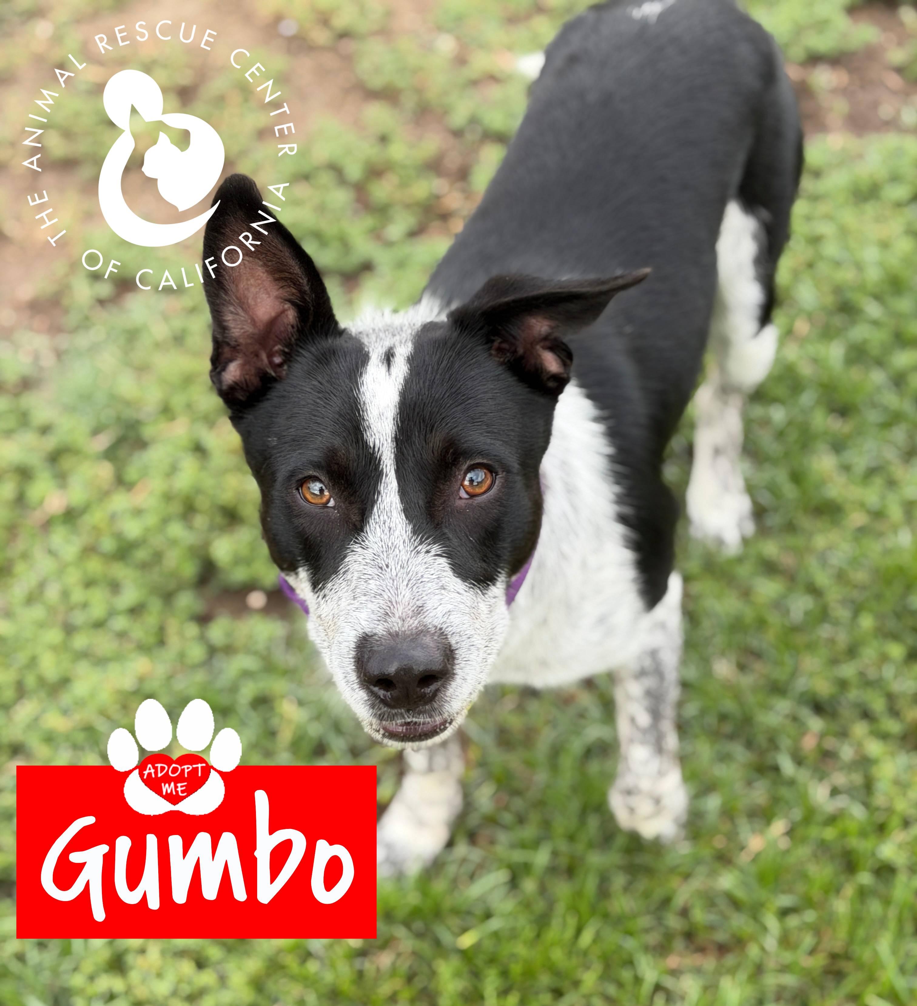Enlarge Gumbo, a ADOPTABLE Australian Cattle Dog / Blue Heeler in Coachella, CA image 2/6