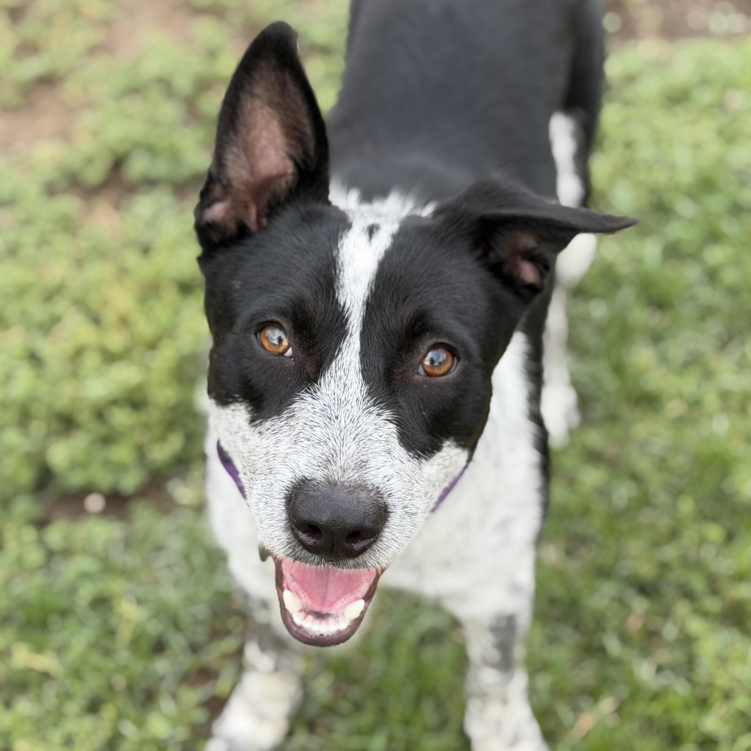 Gumbo, ADOPTABLE, Young Male Australian Cattle Dog / Blue Heeler.