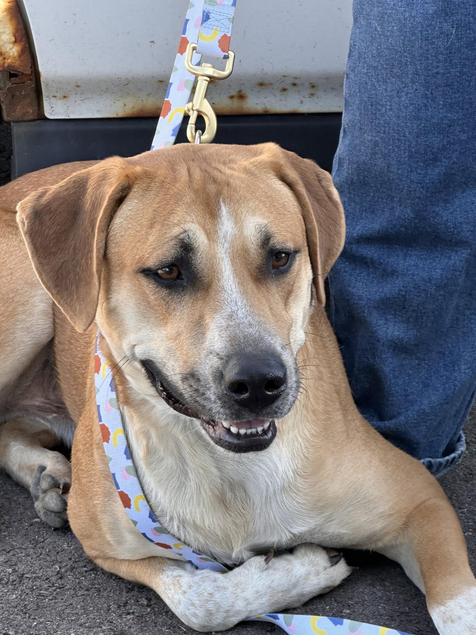 Enlarge Clyde, a Adoptable Mixed Breed in Polson, MT image 1/2