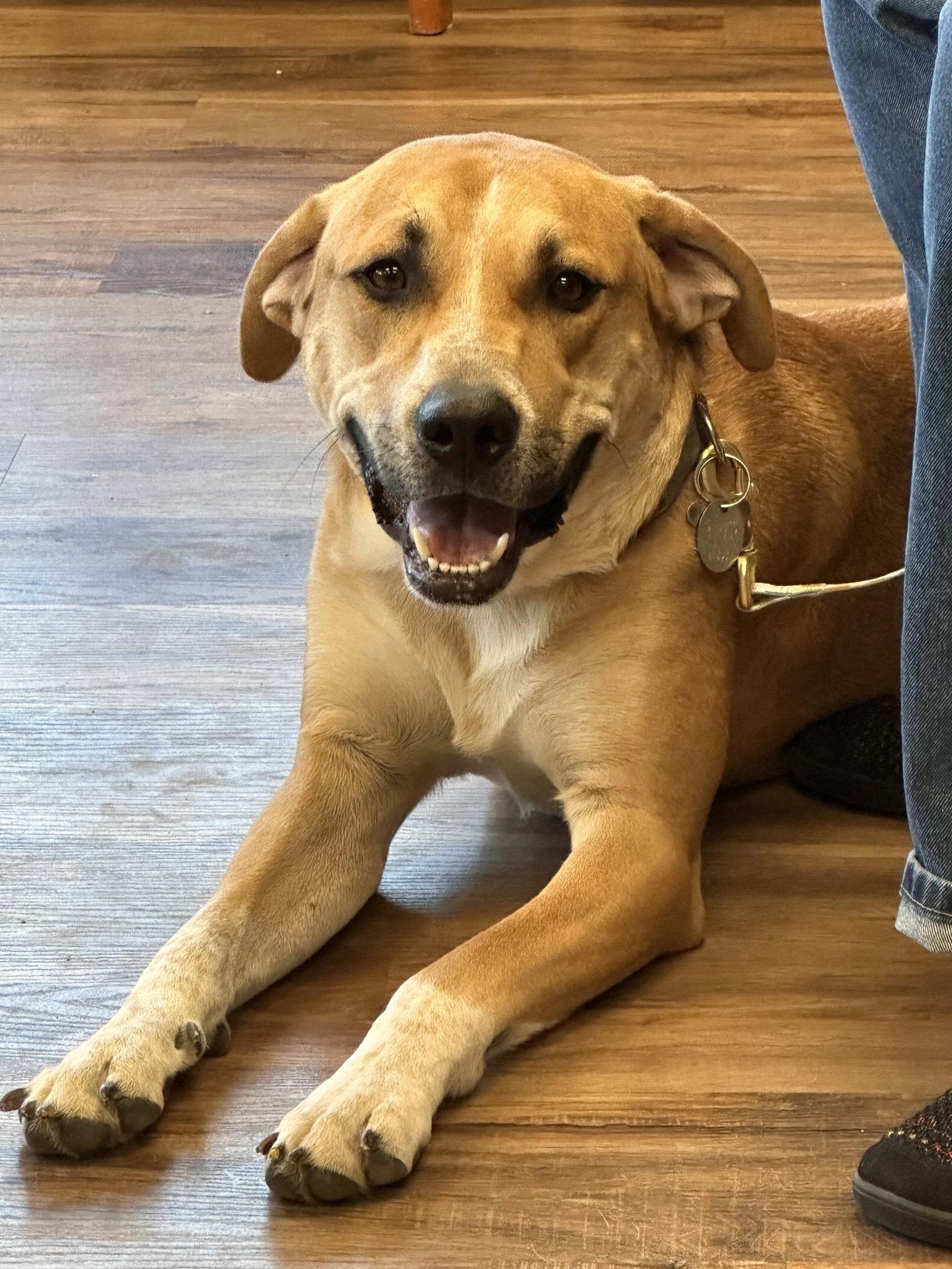 Enlarge Clyde, a Adoptable Mixed Breed in Polson, MT image 2/2