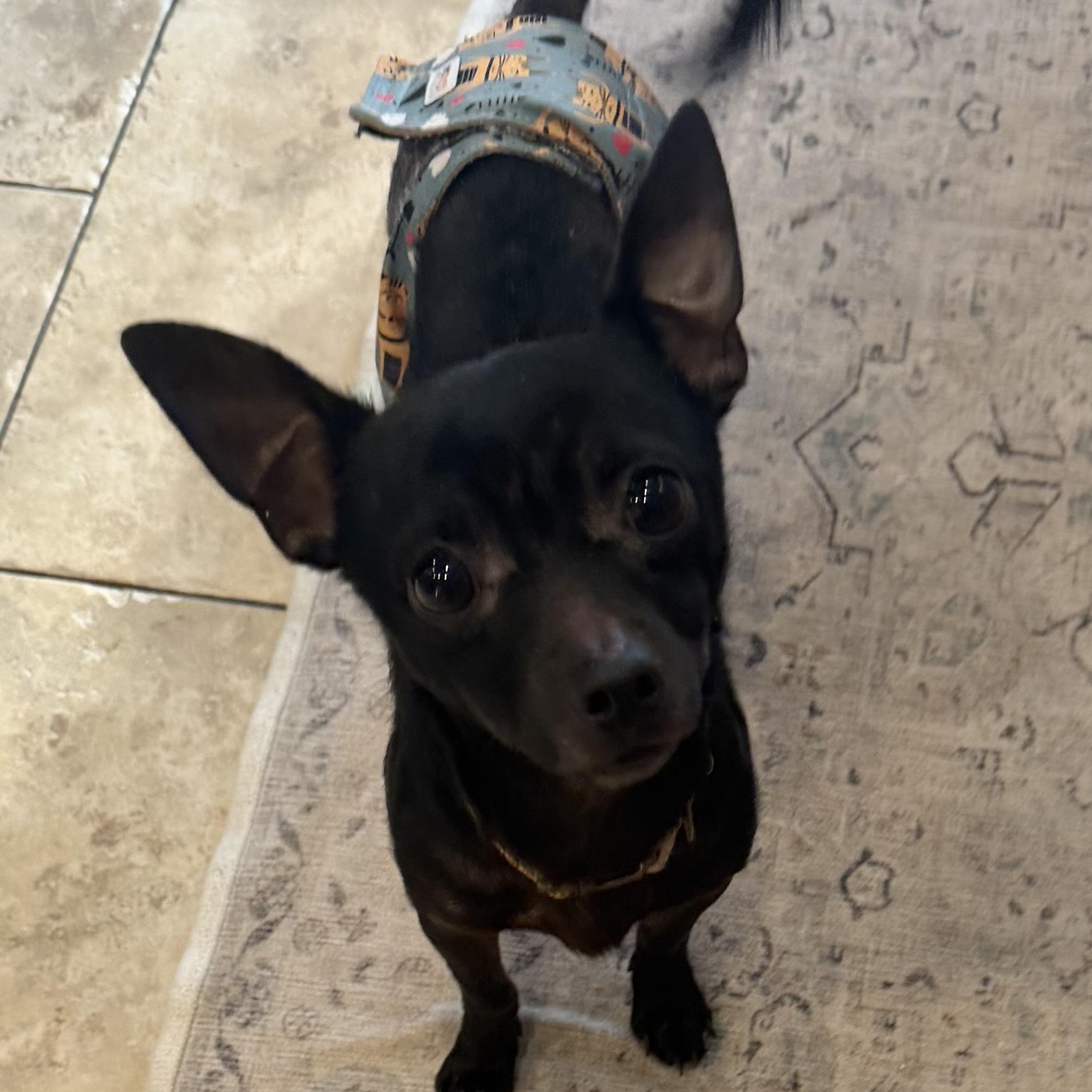 Enlarge Paco Taco, a Adopted Chihuahua in Mentor, OH image 1/3