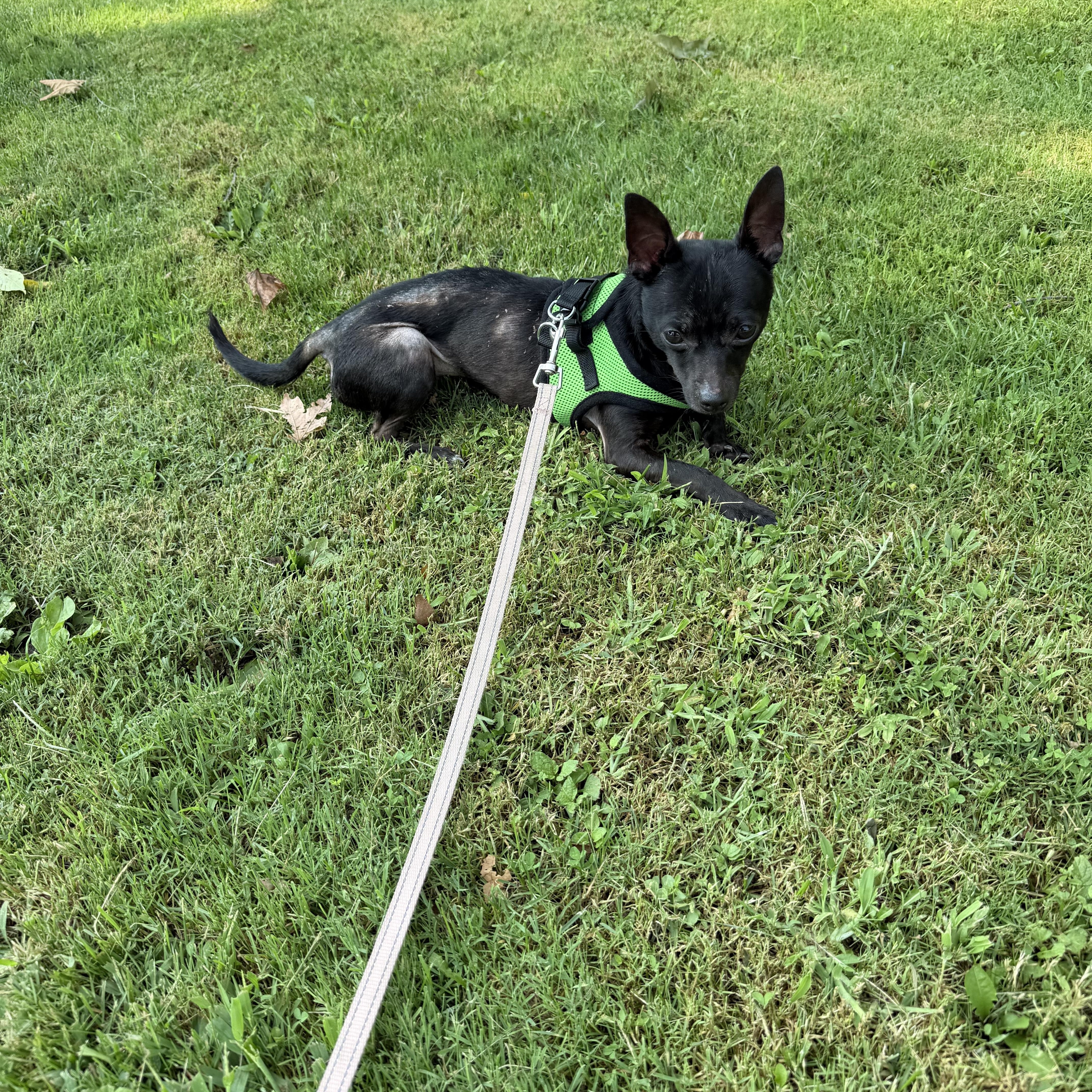 Enlarge Paco Taco, a Adopted Chihuahua in Mentor, OH image 2/3