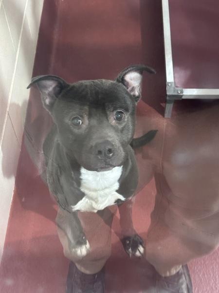 Enlarge Canyon(88), a Adoptable mixed breed in Marietta, GA image 1/1