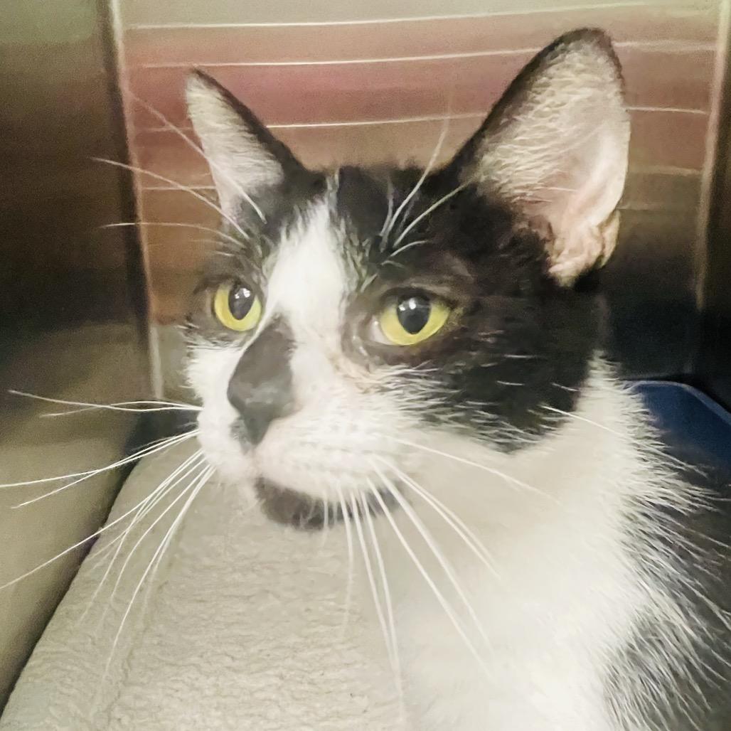 Dolly, Adoptable, Adult Female Domestic Short Hair.