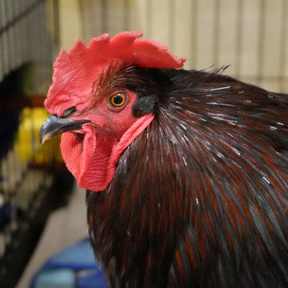 Enlarge Cock-a-Doodle-Drew, a Adoptable Chicken in Ann Arbor, MI image 1/3