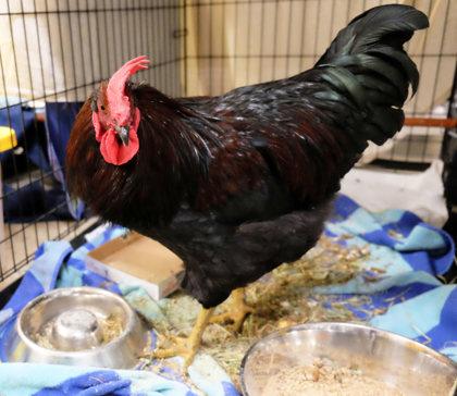 Enlarge Cock-a-Doodle-Drew, a Adoptable Chicken in Ann Arbor, MI image 2/3