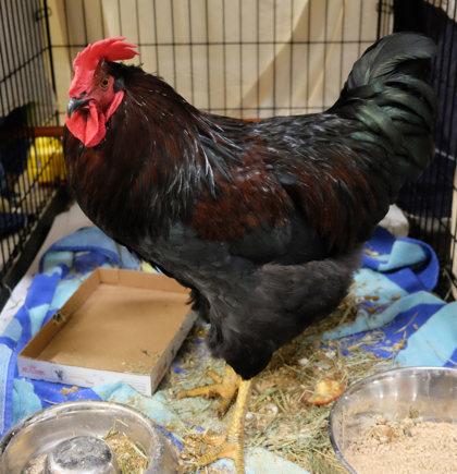 Enlarge Cock-a-Doodle-Drew, a Adoptable Chicken in Ann Arbor, MI image 3/3