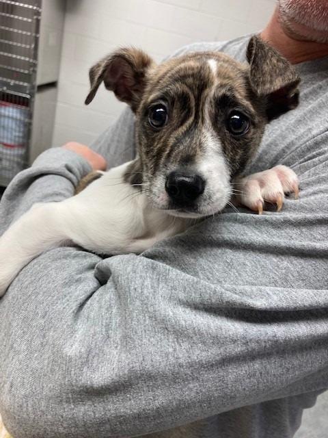 Gi Gi, Adoptable, Adult Female Terrier & Mixed Breed.