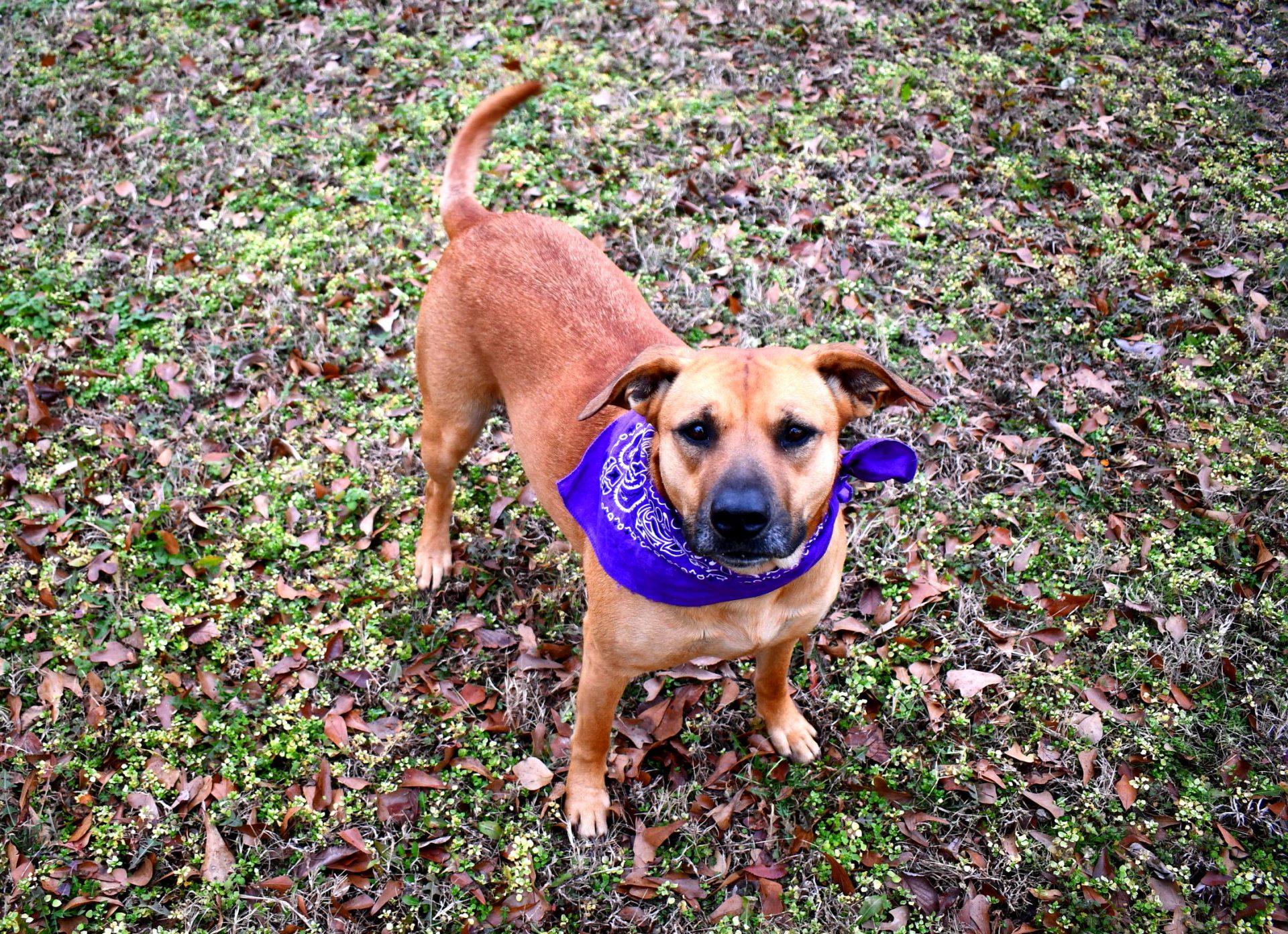 Enlarge Biscuit, a ADOPTABLE mixed breed in Muldrow, OK image 4/4