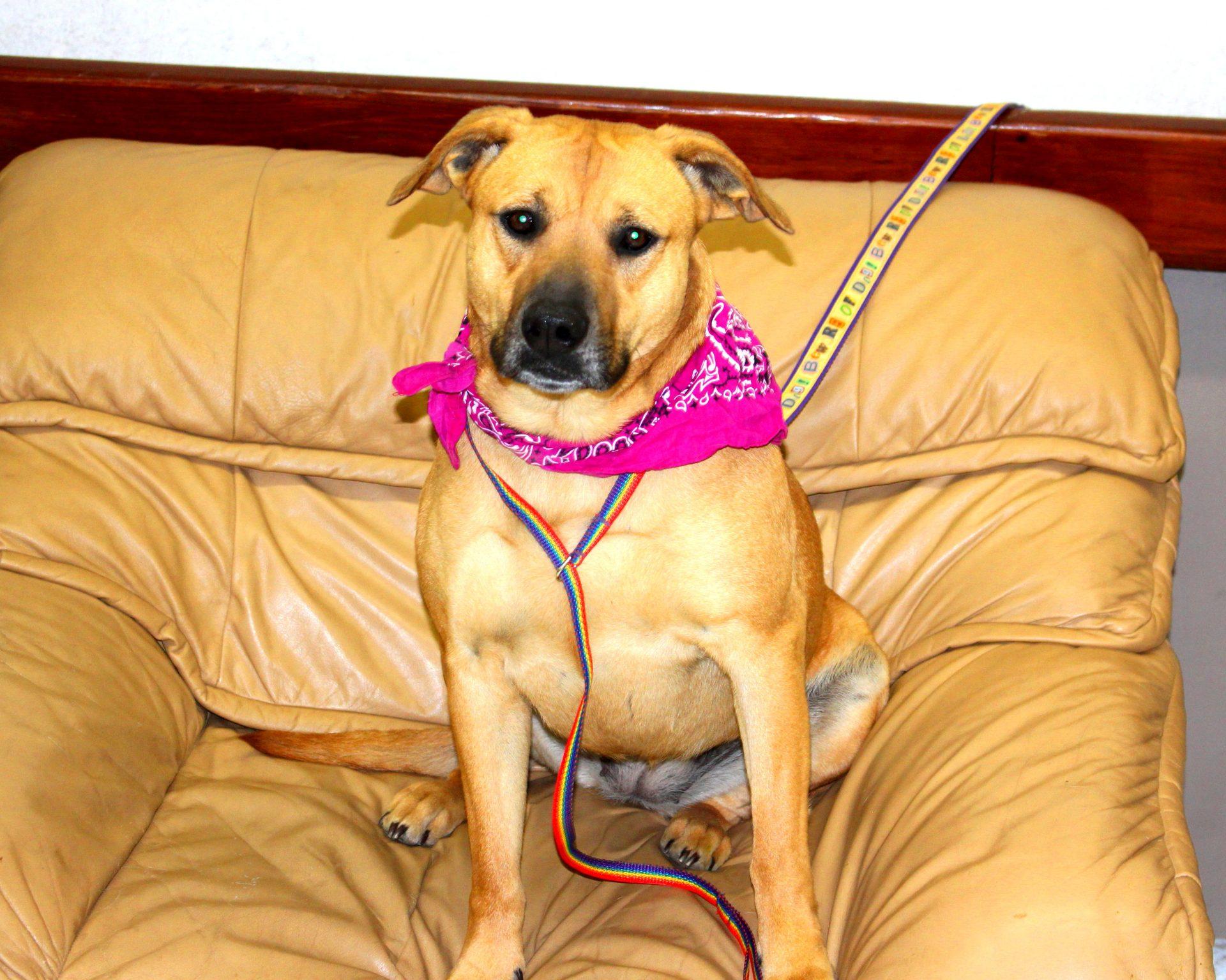 Enlarge Biscuit, a ADOPTABLE mixed breed in Muldrow, OK image 1/5