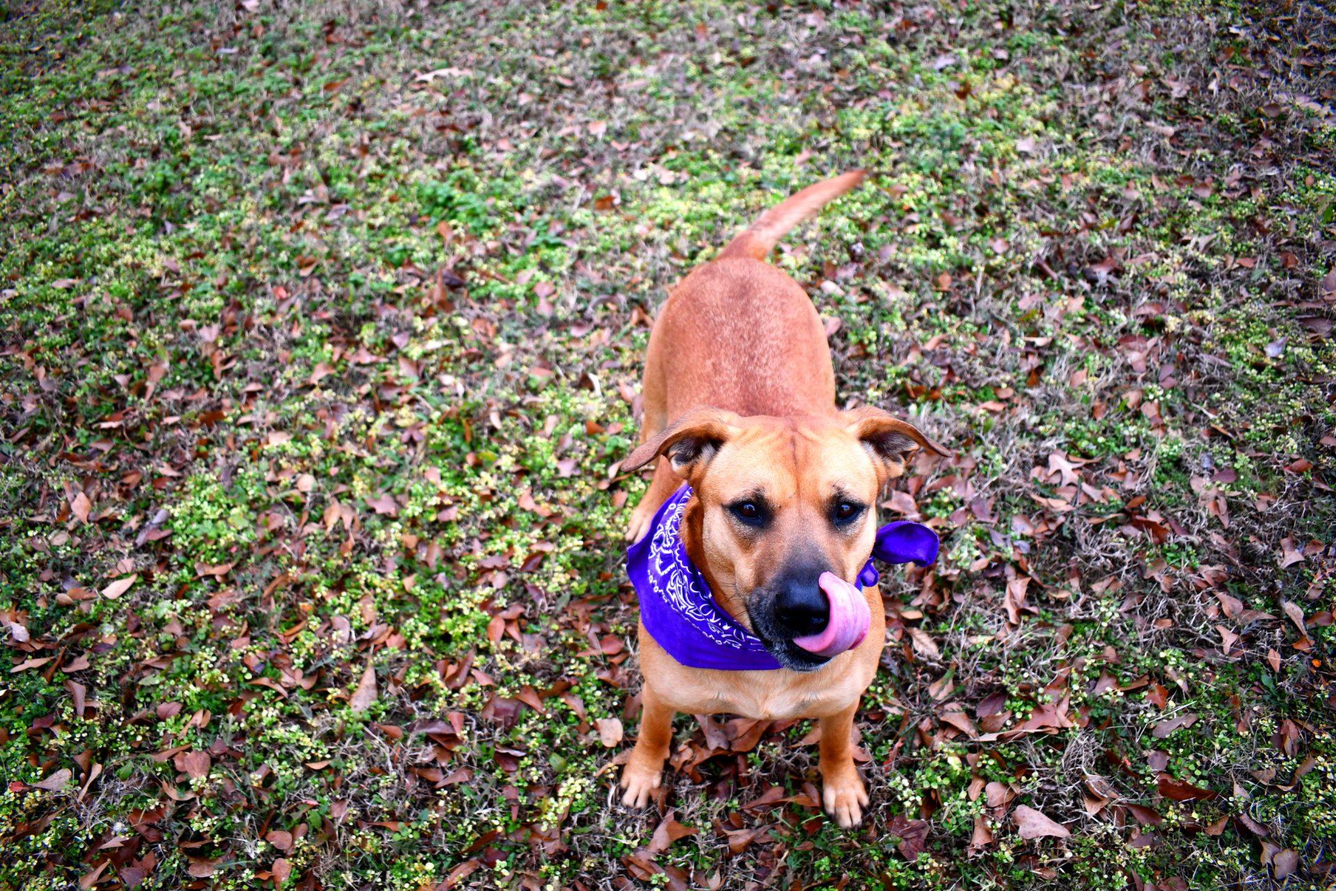 Enlarge Biscuit, a ADOPTABLE mixed breed in Muldrow, OK image 3/4