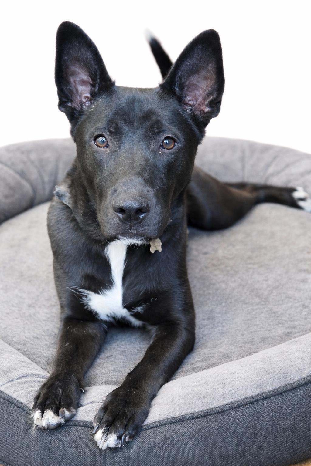 Rocco, ADOPTABLE, Puppy Male Belgian Shepherd / Malinois & Labrador Retriever.