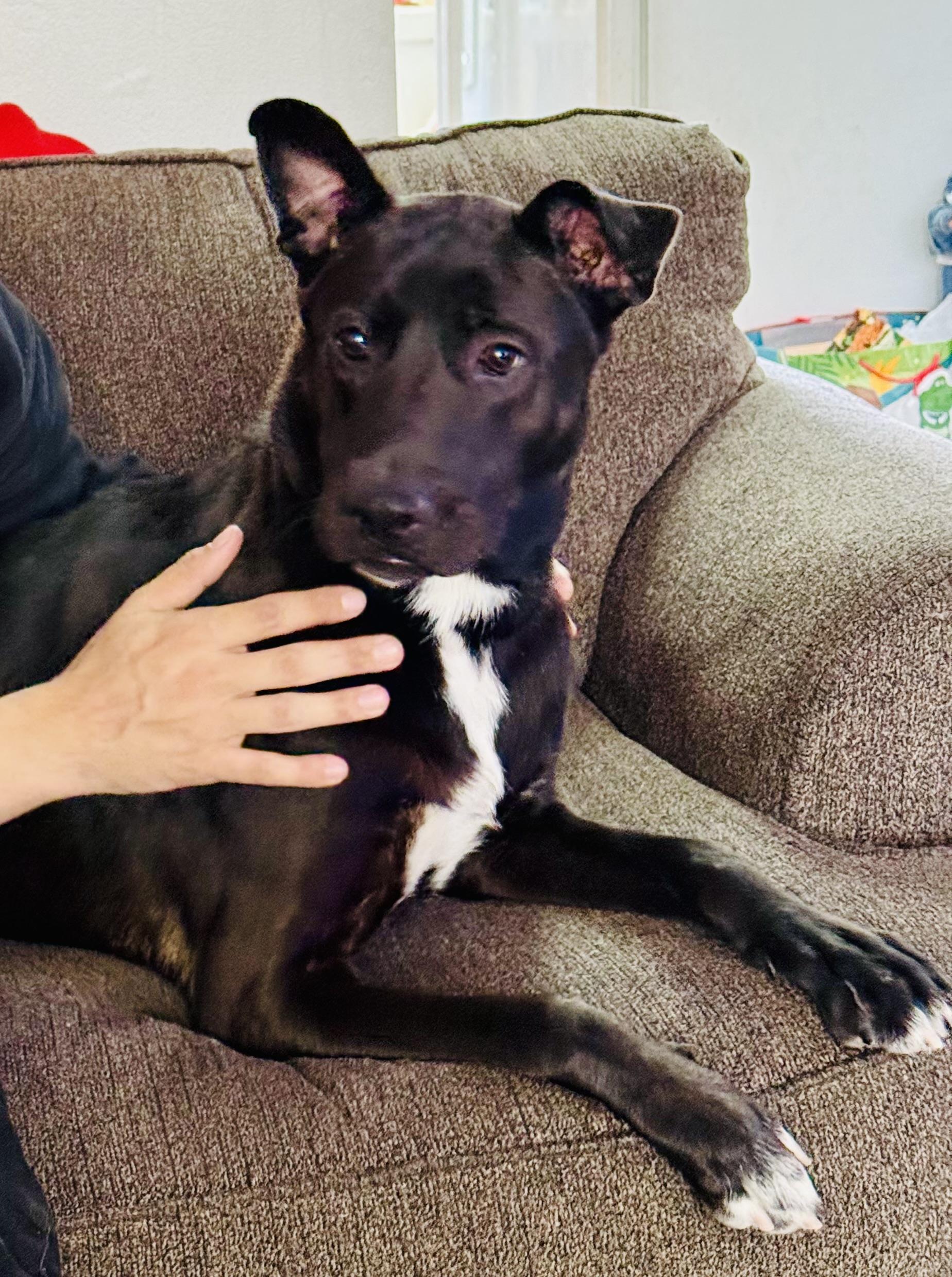 Rocco, adopted, Puppy Male Belgian Shepherd / Malinois & Labrador Retriever.