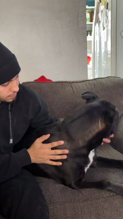 Enlarge Rocco, an adopted mixed breed in Torrance, CA video 3/5