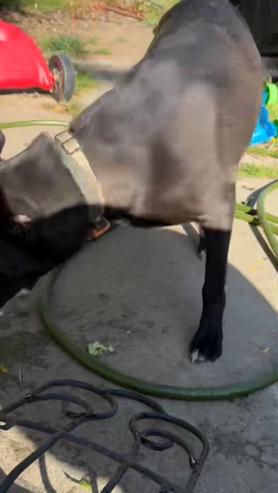 Enlarge Rocco, a ADOPTABLE mixed breed in Torrance, CA video 2/3