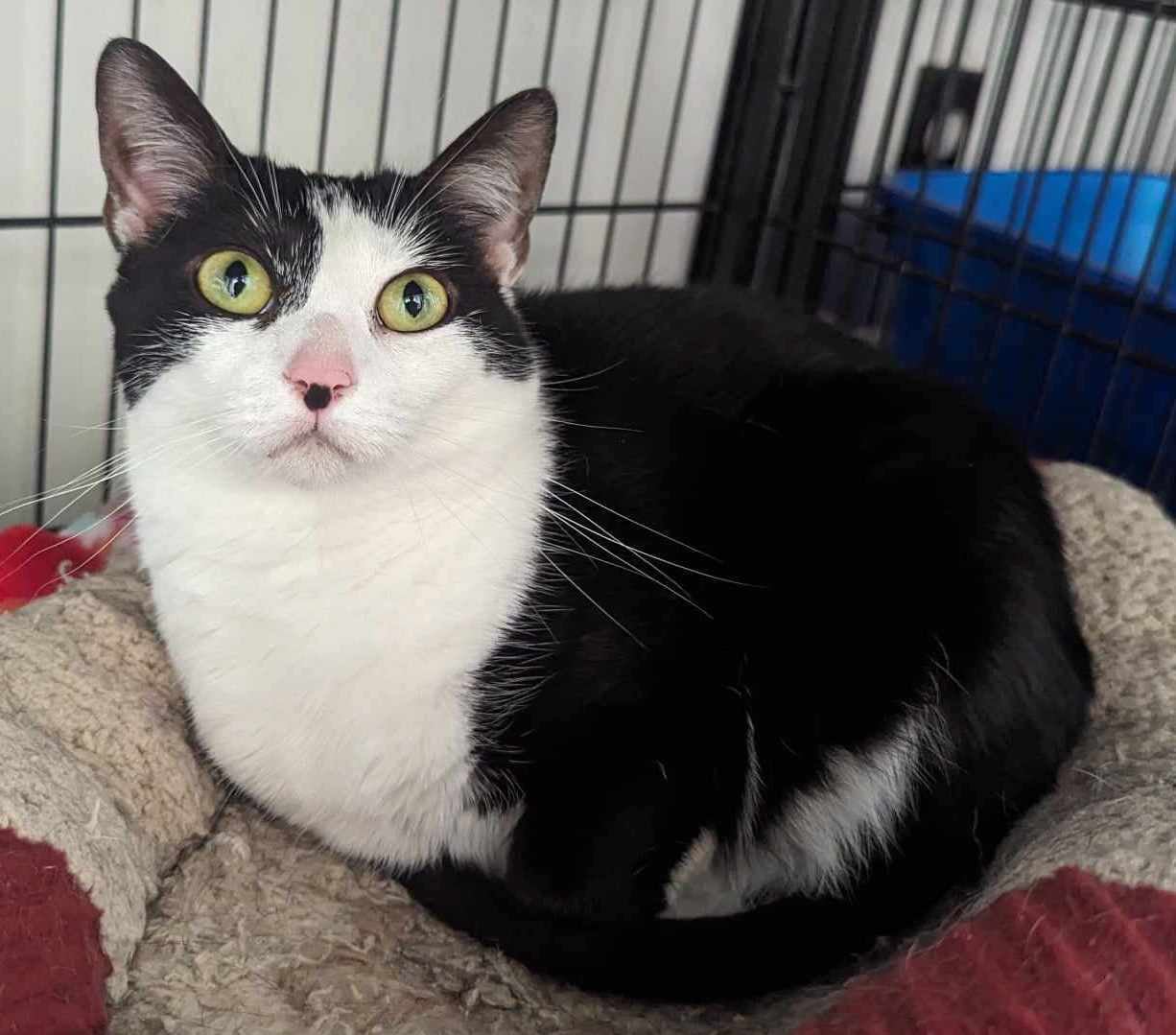 Emma Swan, an adoptable Domestic Short Hair in Concord, NC_image-1