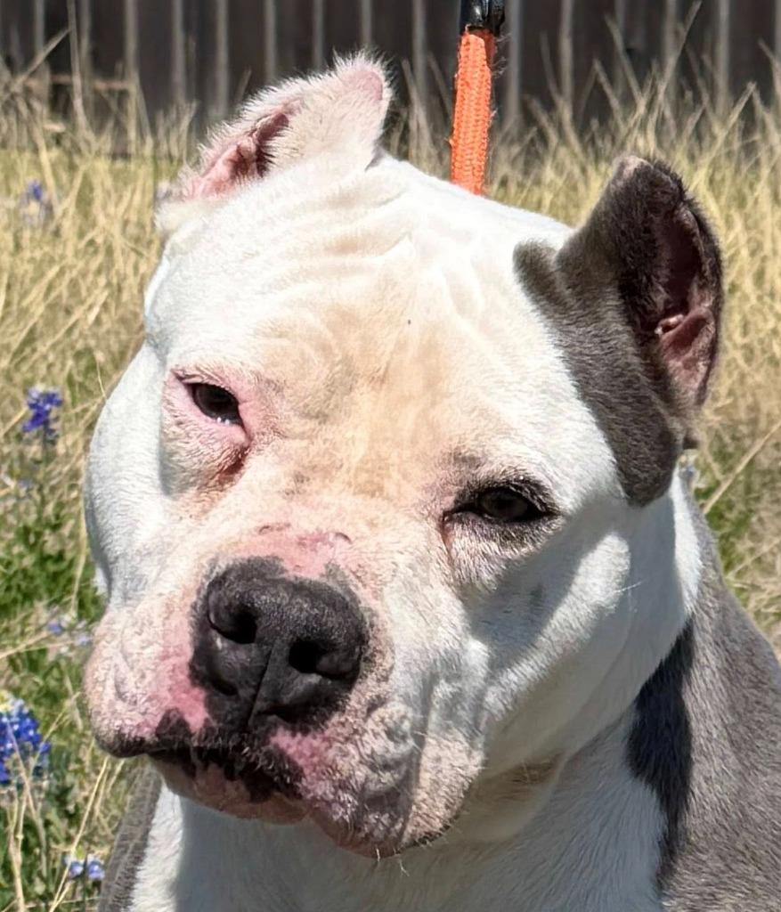 Jennafur, Adoptable, Young Female Pit Bull Terrier.