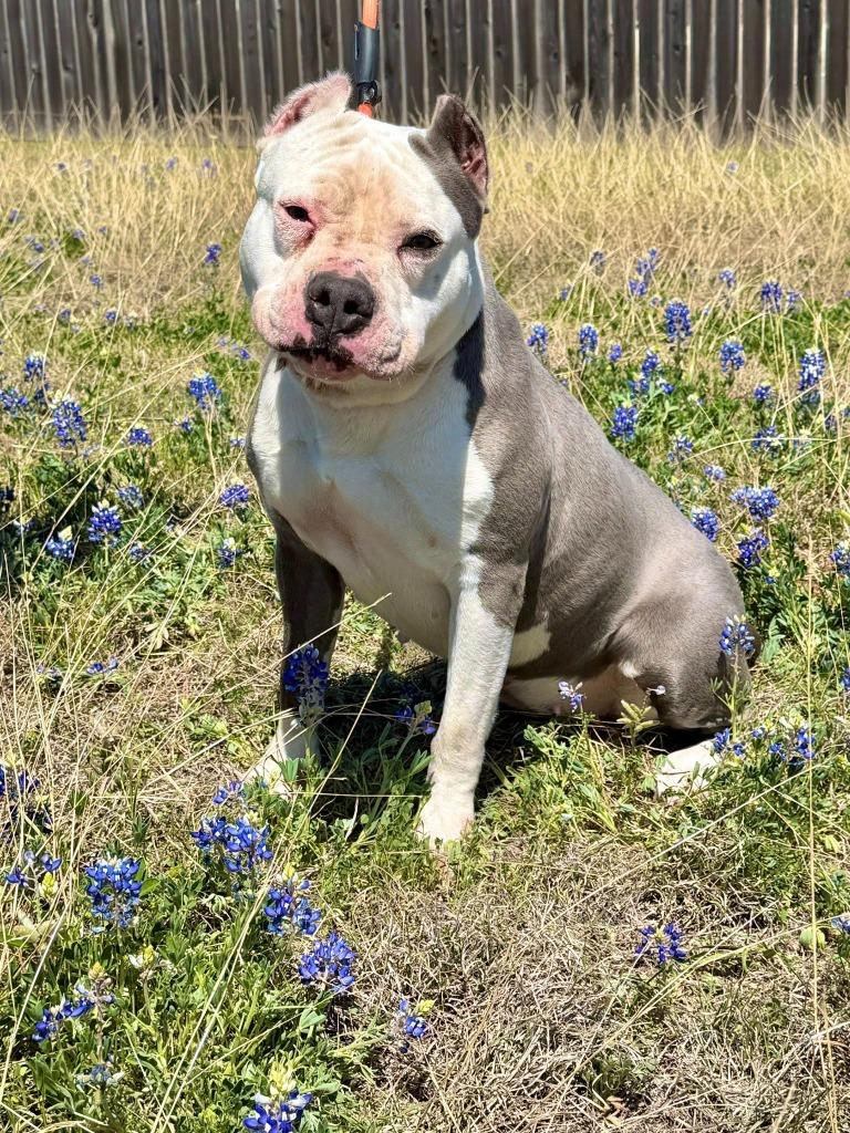 Enlarge Jennafur, a Adoptable Pit Bull Terrier in Belton, TX image 2/3