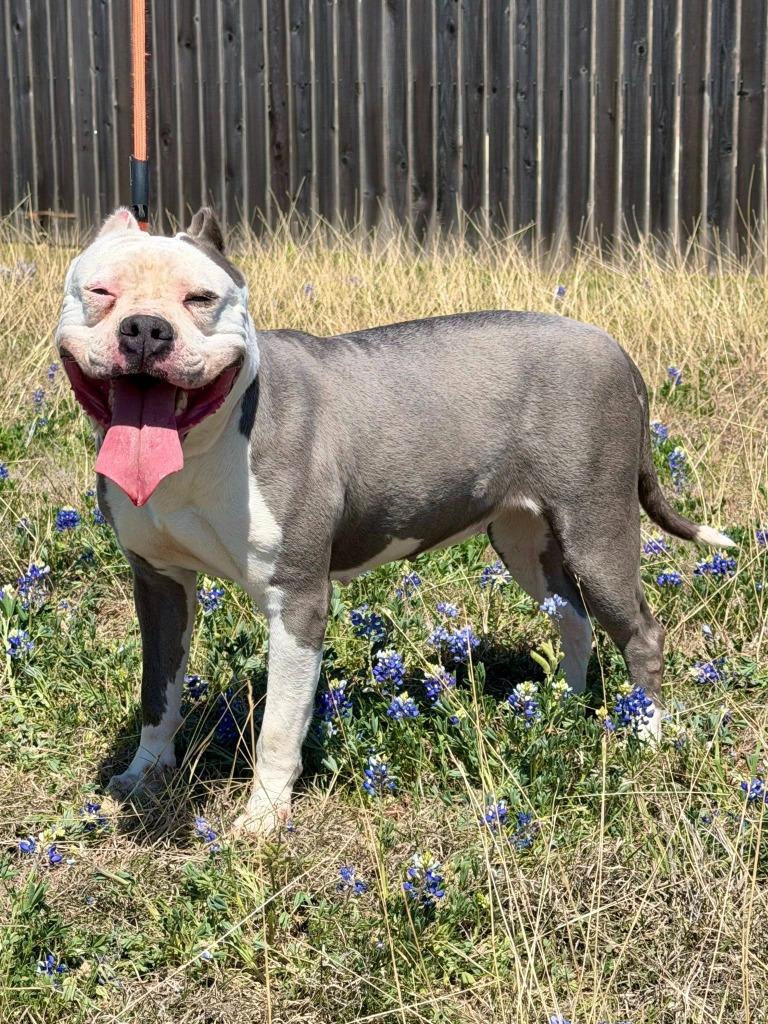 Enlarge Jennafur, a Adoptable Pit Bull Terrier in Belton, TX image 3/3