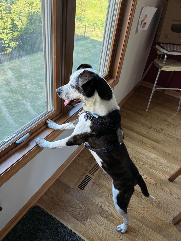 Line Butt (Liney), Adoptable, Young Female Boston Terrier & Australian Cattle Dog / Blue Heeler.