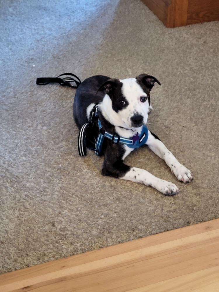 Line Butt, Adoptable, Puppy Female Boston Terrier.