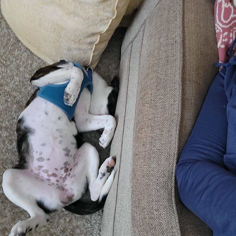 Enlarge Line Butt, a Adoptable mixed breed in Waunakee, WI image 2/4