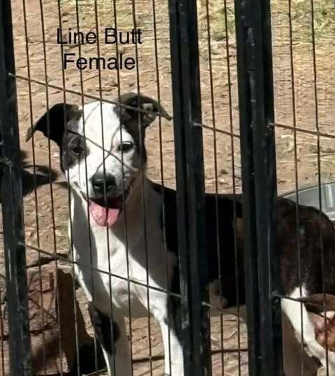 Enlarge Line Butt, a Adoptable mixed breed in Waunakee, WI image 3/4