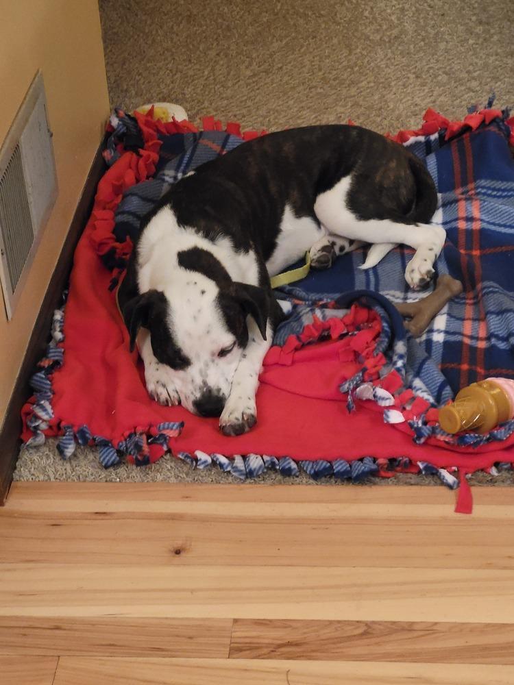 Enlarge Line Butt (Liney), a Adoptable mixed breed in Waunakee, WI image 4/6