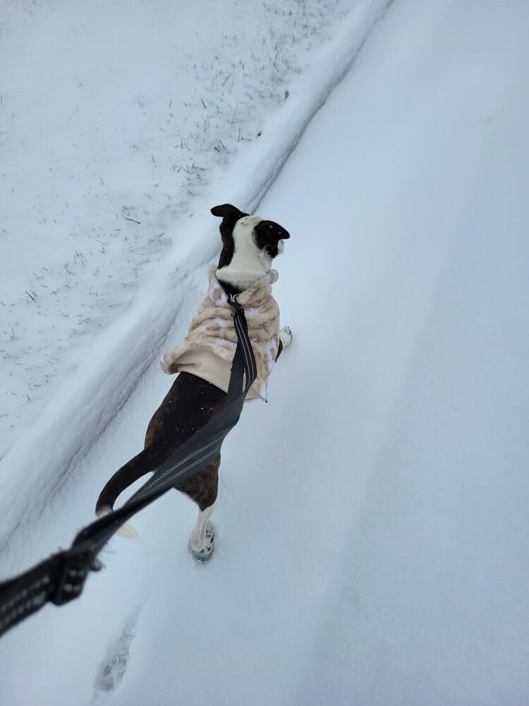 Enlarge Line Butt, a Adoptable mixed breed in Waunakee, WI image 4/4