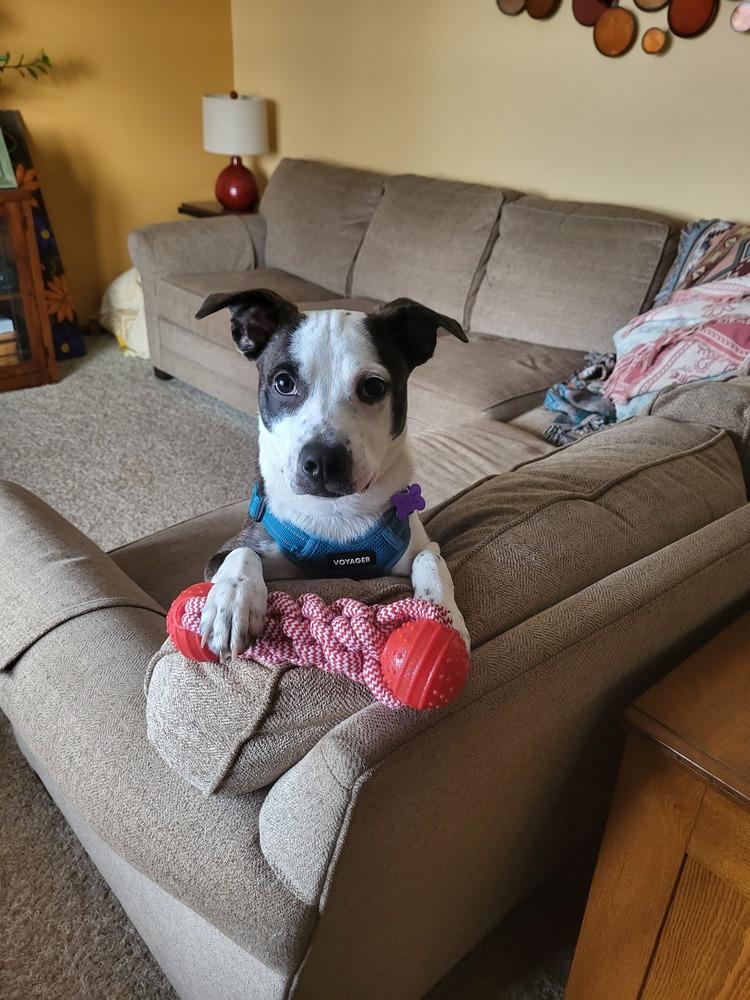 Enlarge Line Butt, a Adoptable mixed breed in Waunakee, WI image 5/5