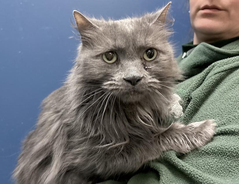 Millie, ADOPTABLE, Adult Female Domestic Long Hair.