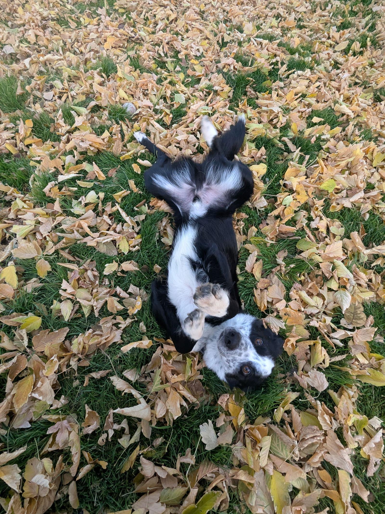 Enlarge Scallywag, a Adoptable mixed breed in Salt Lake City, UT image 1/3