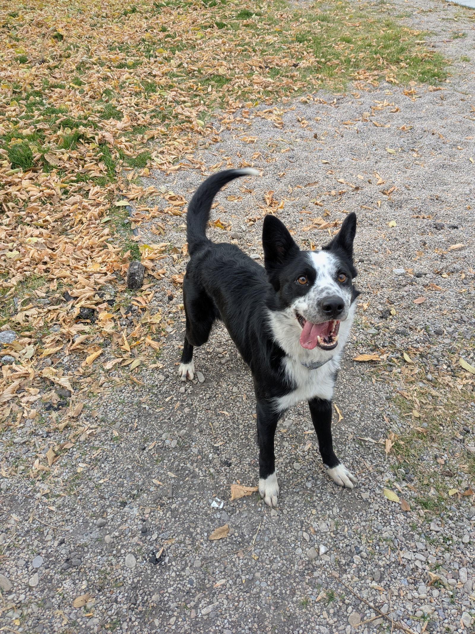 Enlarge Scallywag, a Adoptable mixed breed in Salt Lake City, UT image 2/3