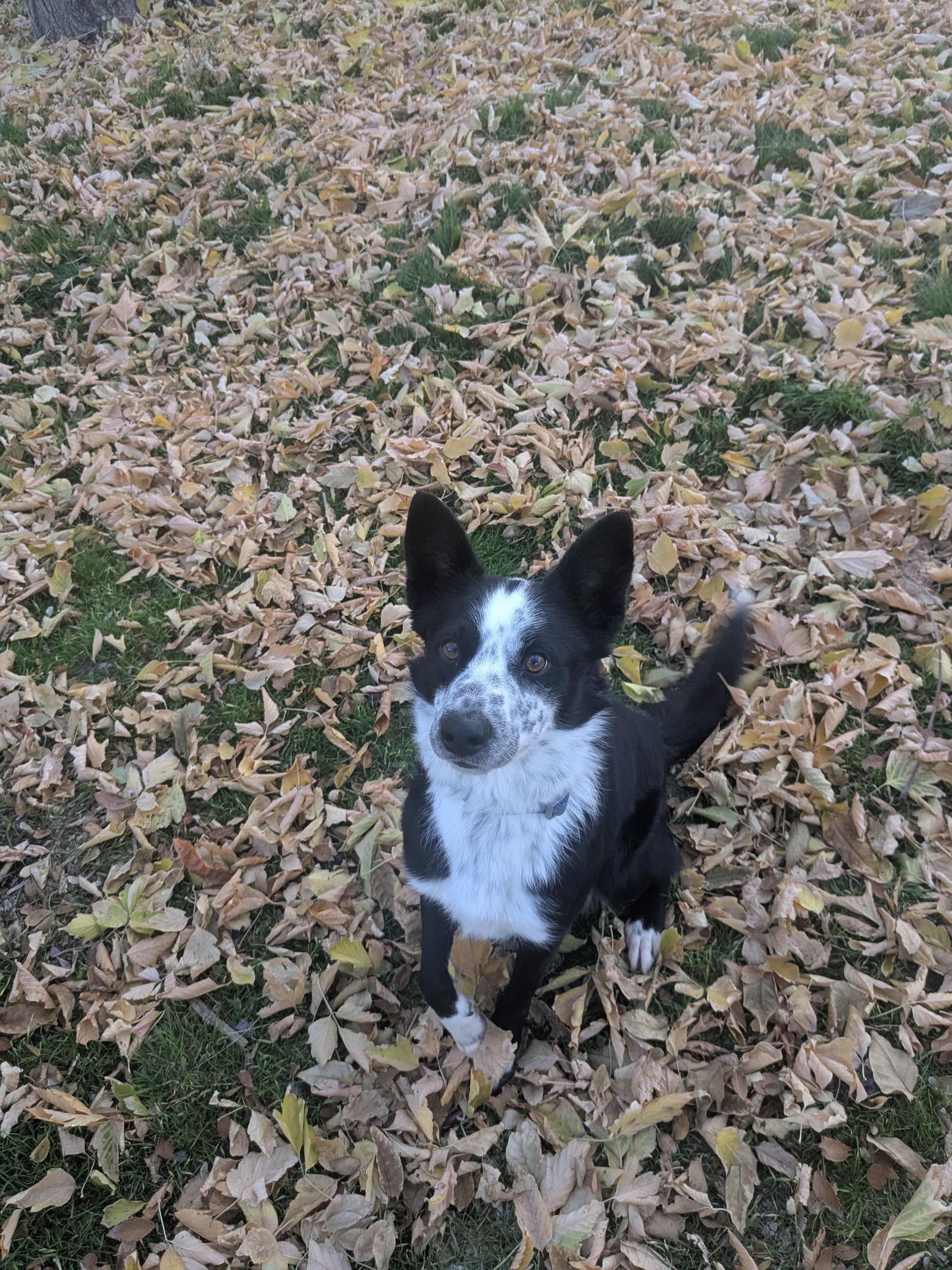 Enlarge Scallywag, a Adoptable mixed breed in Salt Lake City, UT image 3/3
