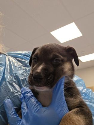 Enlarge Snuggles, a Adoptable mixed breed in Fresno, CA image 1/1