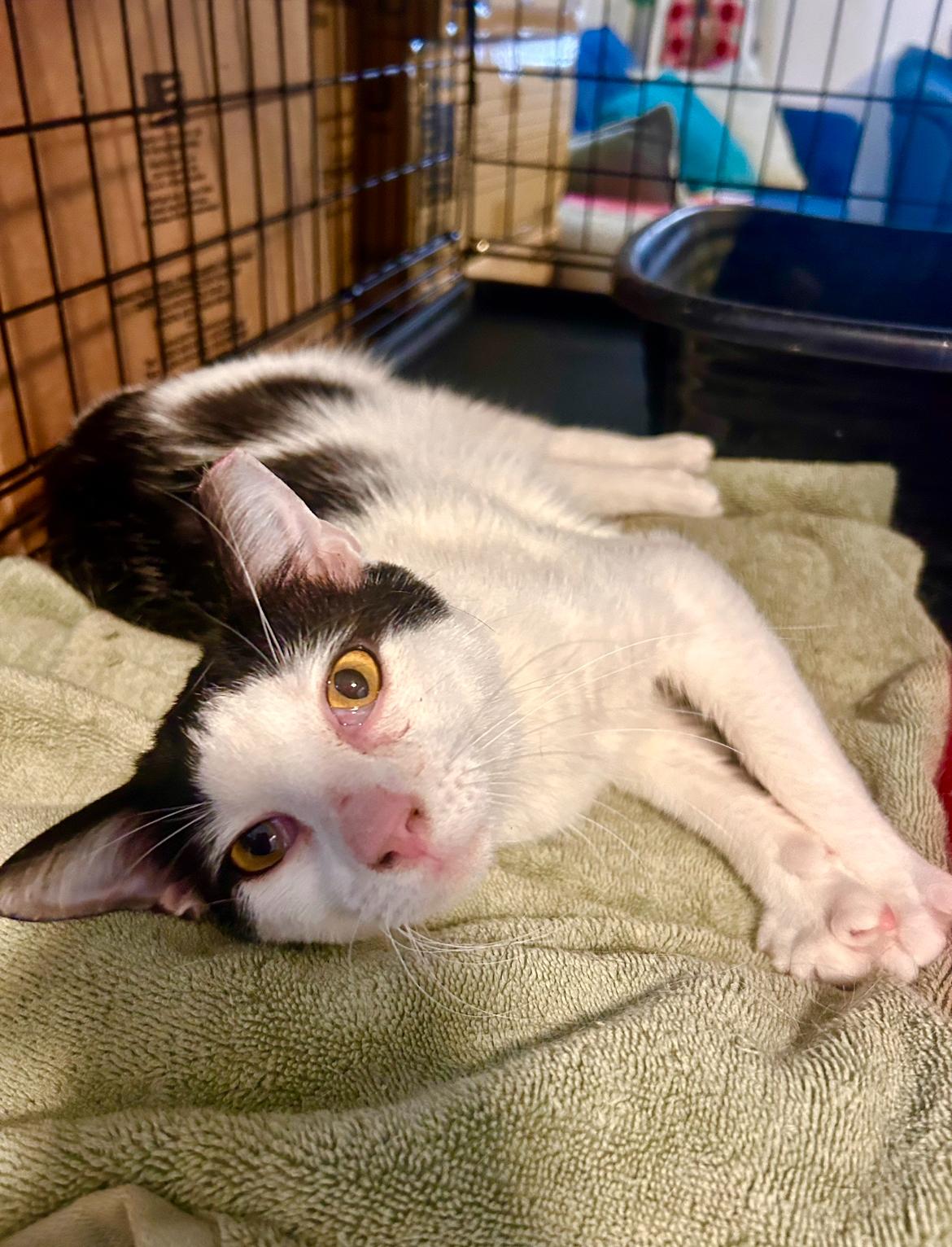 Sylvester , ADOPTABLE, Young Male Domestic Short Hair.
