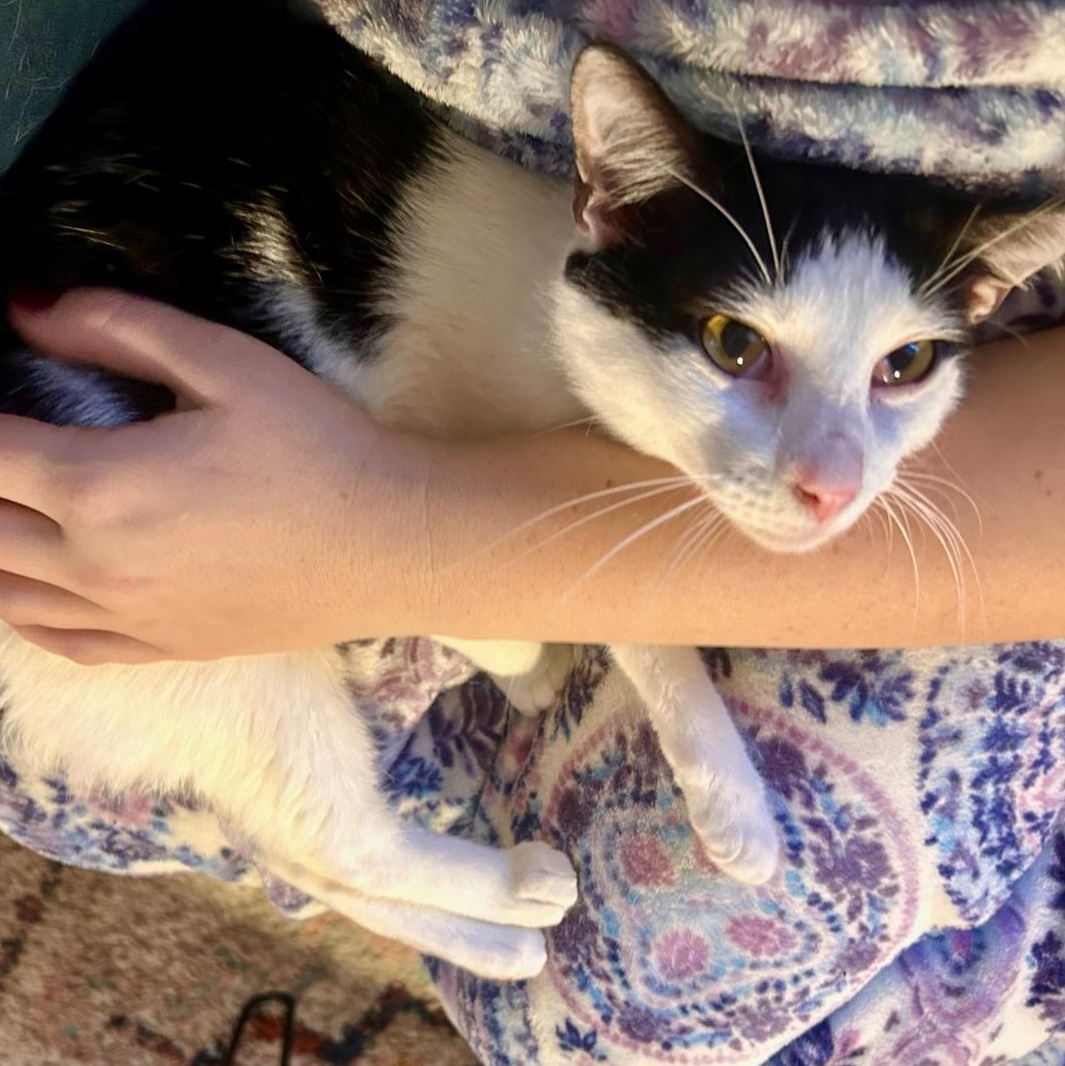 Enlarge Sylvester , a ADOPTABLE Domestic Short Hair in Nashville, TN image 2/2