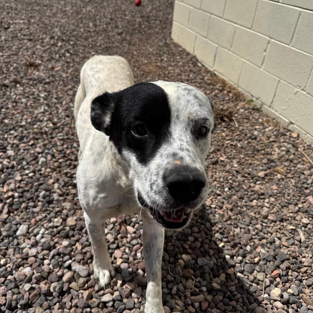 (CCSO)Rain, Adoptable, Adult Male Australian Cattle Dog / Blue Heeler.