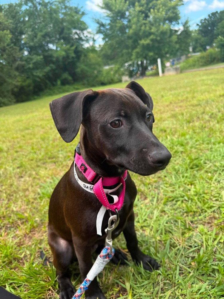Higgins, Adoptable, Puppy Male Terrier.