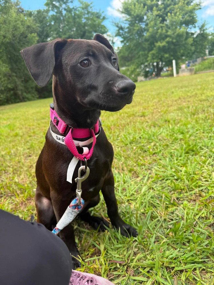 Enlarge Higgins, a Adoptable Terrier in Candler, NC image 2/3