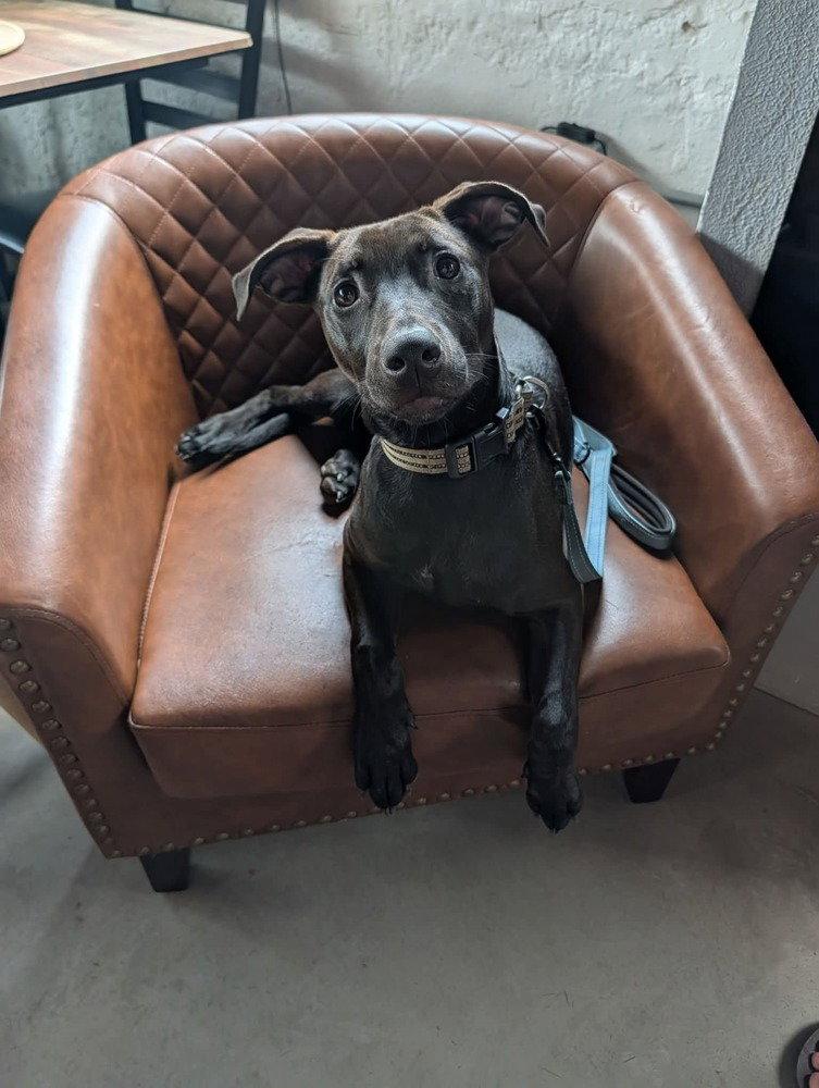 Enlarge Higgins, a Adoptable Terrier in Candler, NC image 3/3